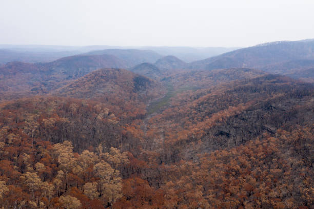 istock Severely burnt Eucalyptus trees after a bushfire in The Blue Mountains 1200194383