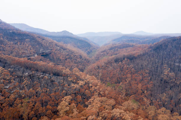 istock Severely burnt Eucalyptus trees after a bushfire in The Blue Mountains 1200194510
