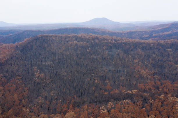 istock Severely burnt Eucalyptus trees after a bush fire in The Blue Mountains 1200195054
