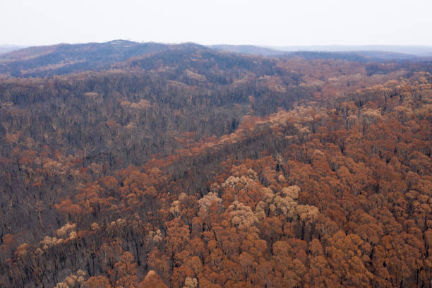 istock Severely burnt Eucalyptus trees after a bushfire in The Blue Mountains 1200195055