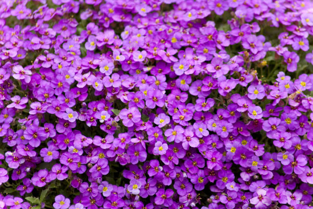 Aubrieta plant with purple small blossom grow in stone garden stock photo