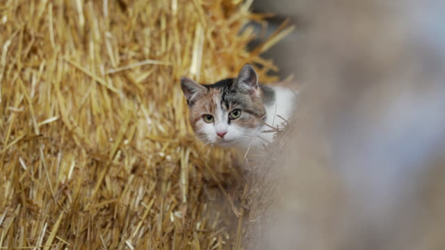 Half domesticated half wild farm cats in a hay barn.