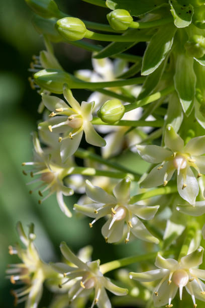 istock Close-up Macro of a Flower 1200195883