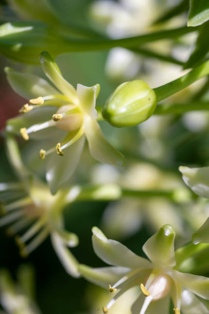 istock Close-up Macro of a Flower 1200195898
