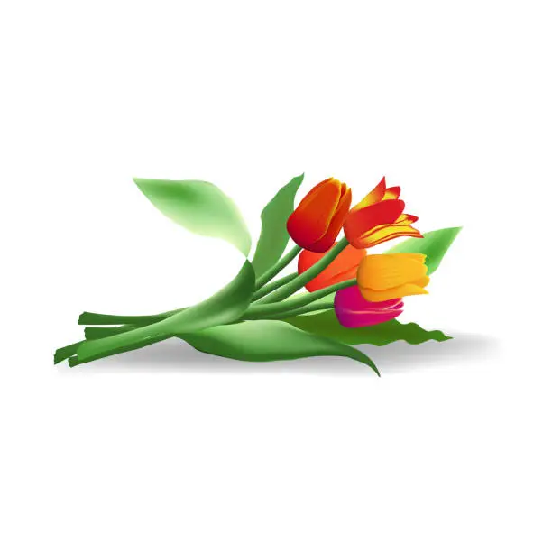 Vector illustration of Lying bouquet of five realistic vector tulips with shadow isolated on white background. Red, yellow and purple flower buds. Green long leaves.