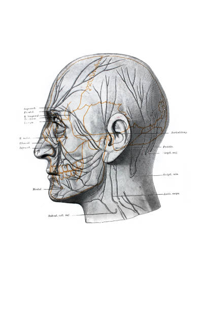 The illustration of superficial nerves of the head (in profile) in the old book die Anatomie, by Fr. Merkel, 1885, Braunschweig The illustration of superficial nerves of the head (in profile) in the old book die Anatomie, by Fr. Merkel, 1885, Braunschweig anatomie stock illustrations