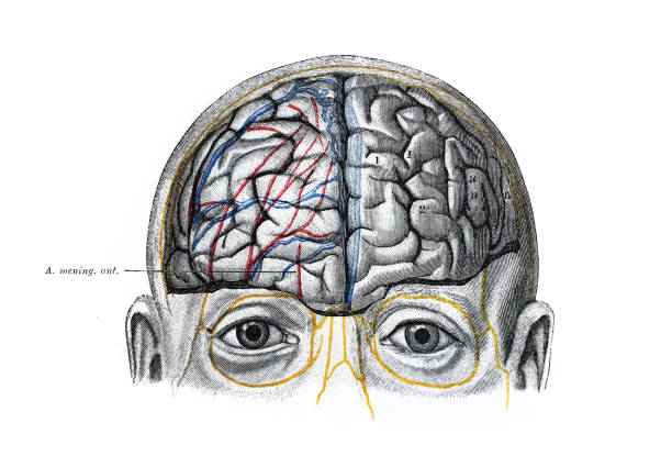 The illustration of the brain with its shells from the front view in the old book die Anatomie, by Fr. Merkel, 1885, Braunschweig The illustration of the brain with its shells from the front view in the old book die Anatomie, by Fr. Merkel, 1885, Braunschweig anatomie stock illustrations