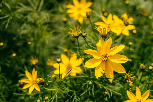 istock Yellow garden flowers background 1200198581