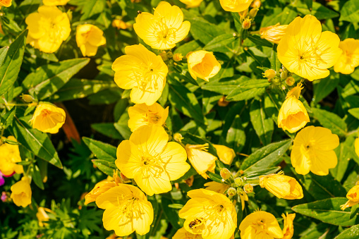 Close up macro shot of bright yellow wildflower in nature