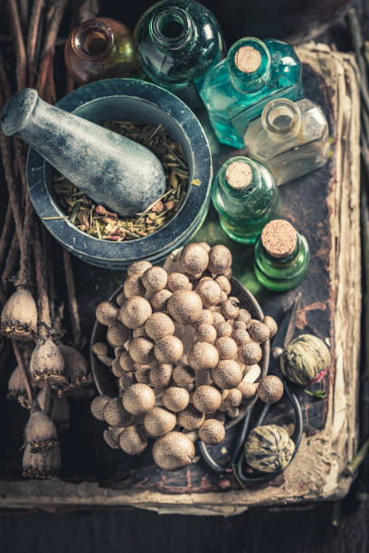 istock Vintage herbalist laboratory with herbs and mushrooms 1200199742