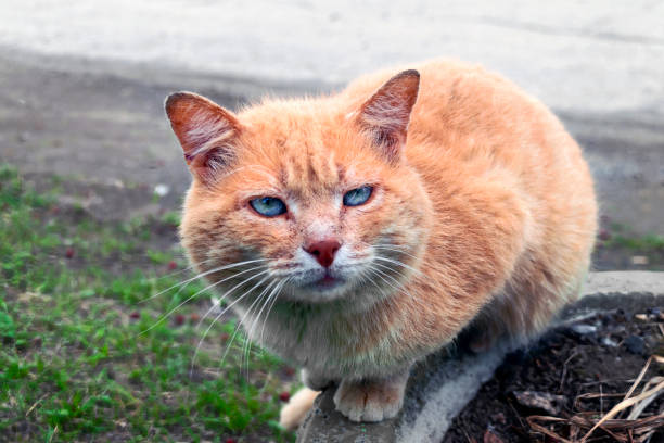 retrato de um gato de rua desabrigado ruivo. - fuzzy headed - fotografias e filmes do acervo