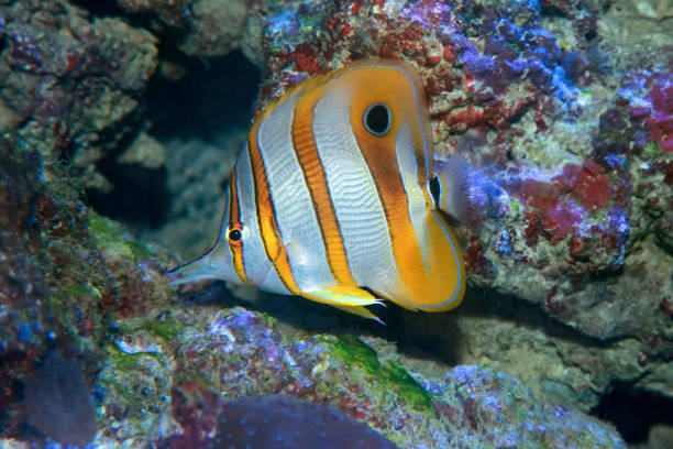 istock Copperbanded Butterfly fish Chelmon Rostratus. 1200202043