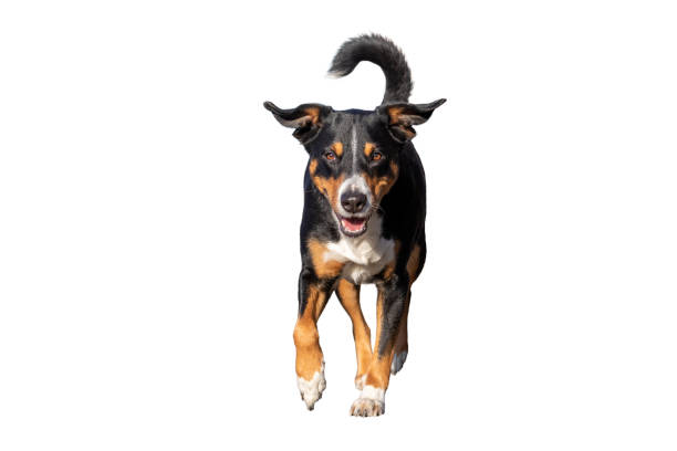 istock dog isolated on white background running and jumping straight towards camera 1200203337
