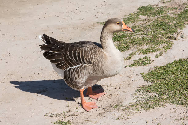 istock Toulouse goose, a large domestic goose 1200204194