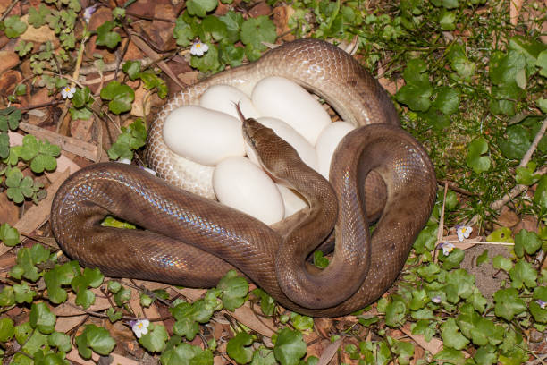 Children's Python with egg clutch stock photo