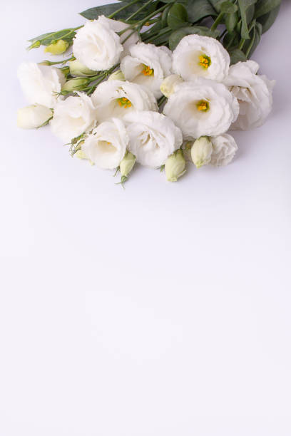 istock Gentle eustoma flowers on a white paper background. 1200204912