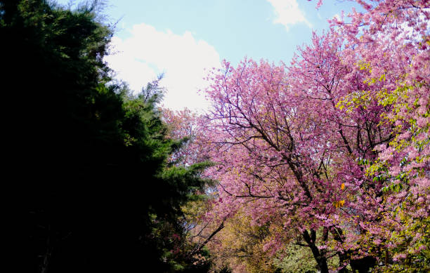 istock wild himalayan sakura cherry blossom flower. blooming pink flora tree 1200206160