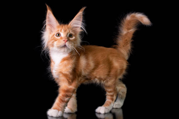 istock Adorable cute maine coon kitten on black background. 1200207155