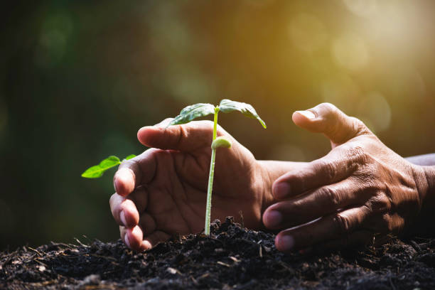 istock Hand protecting a green young plant with growing in the soil on blurred background 1200207338