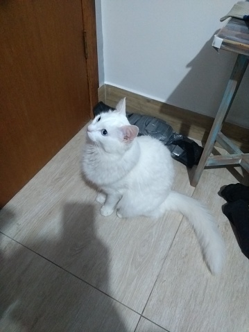 Kucing Angora Turki Foto Stok - Unduh Gambar Sekarang - Alam, Anak