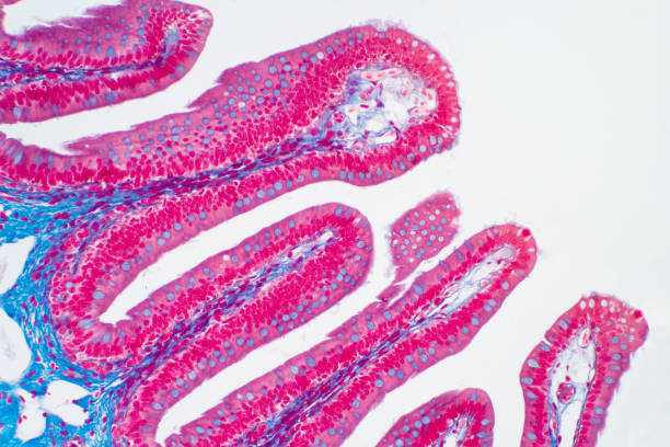 Human large intestine tissue under microscope view. Histological for human physiology. Human large intestine tissue under microscope view. Histological for human physiology. epithelium photos stock pictures, royalty-free photos & images