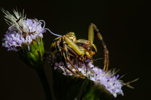 Closeup of small spider that eats fly.\nMacro photography. (Misumena vatia)