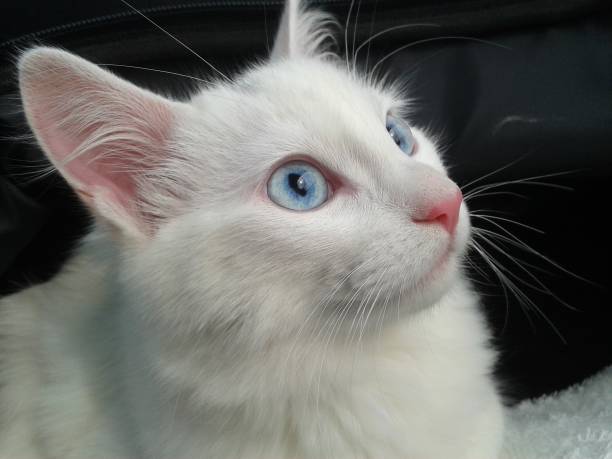 Turkish Angora Cat stock photo