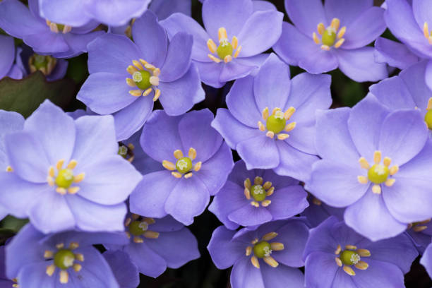 istock Purple pretty flowers in spring garden 1200209564
