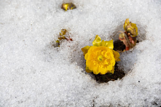 istock Yellow wildflowers blooming in the snow 1200209567