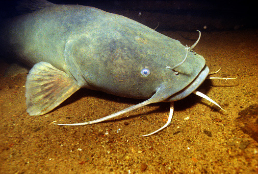 flathead catfish, Pylodictis olivaris, on bottom of Mississippi River