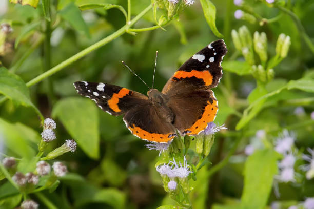Red admiral butterfly A beautiful red, brown, black, and white butterfly vanessa atalanta stock pictures, royalty-free photos & images