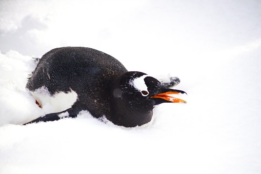 Penguin snow walk