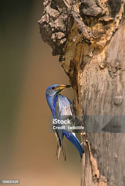 Macho Sialia Currucoides No Ninho - Fotografias de stock e mais imagens de Animal - Animal, Animal selvagem, Fotografia - Imagem