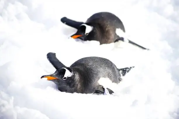 Photo of Penguin snow walk