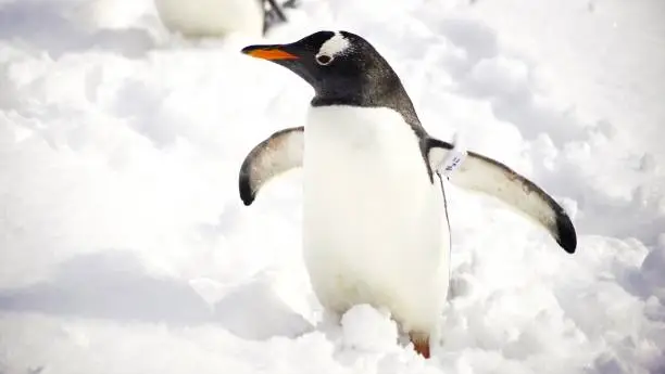 Photo of Penguin snow walk