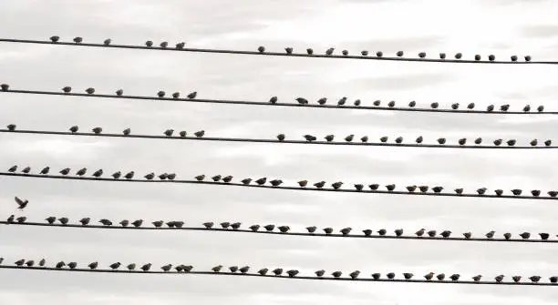 Photo of Birds on wire black and white