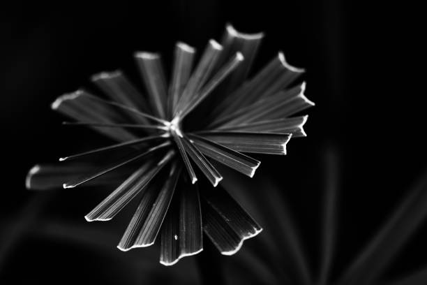 istock Black and white abstract plant 1200215015