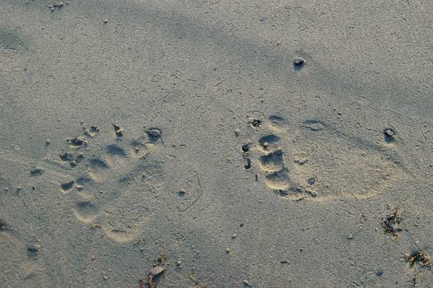 istock Fresh prints of bear paws in sand. 1200216762