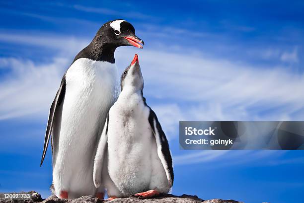 Zwei Penguins Ruhen Stockfoto und mehr Bilder von Antarktis - Antarktis, Bildkomposition und Technik, Blau