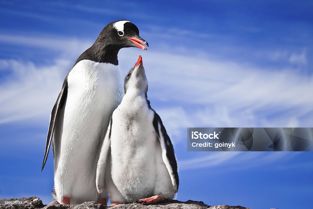 Dois pinguins de descanso - Foto de stock de Animal royalty-free