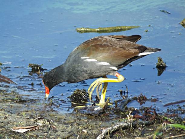 istock Common Gallinule (Gallinula galeata) - foraging in a Florida lake 1200217589