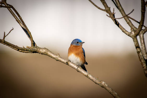 istock Portrait of male bluebird perched on post 1200217645