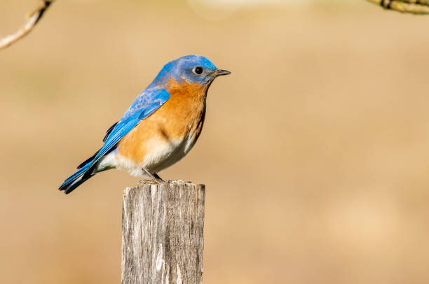istock Portrait of male bluebird perched on post 1200217673