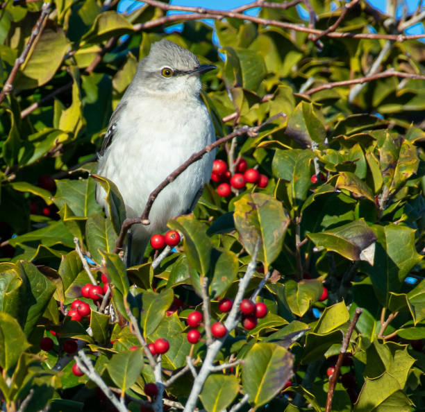 istock Northern mockingbird in tree with red berries 1200217823
