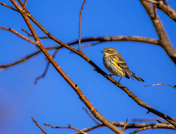 istock Yellow rumped warbler perched on tree branch against blue sky 1200217860