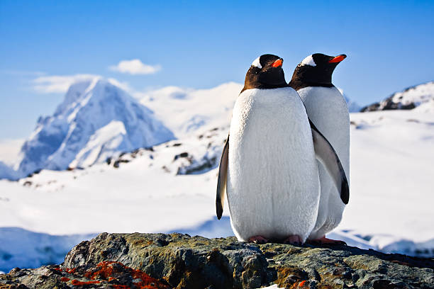 Two penguins standing on a rock stock photo