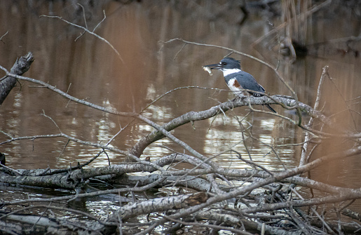 Belted kingfisher perched on tree branc