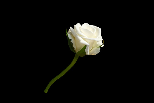isolated rose flower with natural light