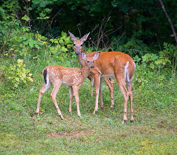 istock Summer doe and fawn 120021940