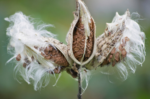 Shot of three Milkweed plants with seeds exposed and white fiber strands on an autumn day.
